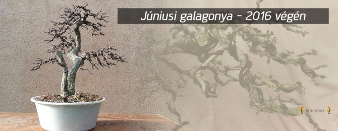 Júniusi galagonya 2016 végén - csak videó