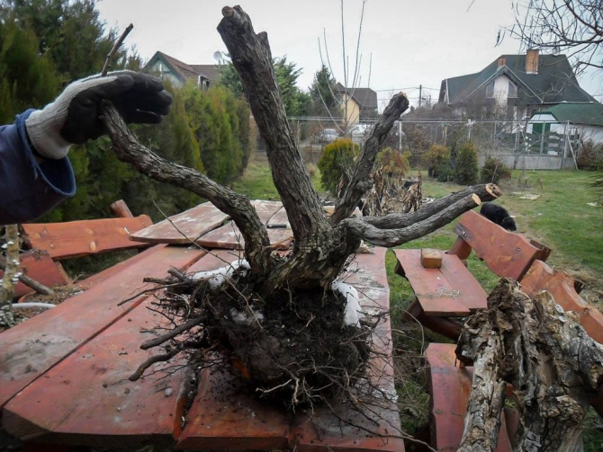 Yamadori a szürke marhák között