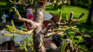 Varjútövis (Rhamnus cathartica) - Levélmetszés, metszés