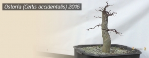 Ostorfa (Celtis occidentalis) 2016 végén