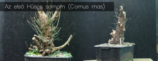 Az első Húsos somom (Cornus mas)